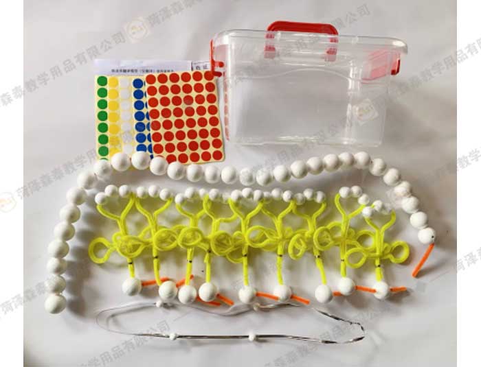 （高中生物）轉錄和翻譯磁片模型-(2)